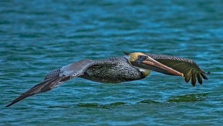 Pelican low flight