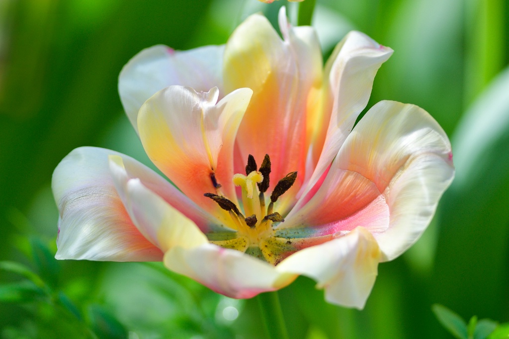 Tulip joy