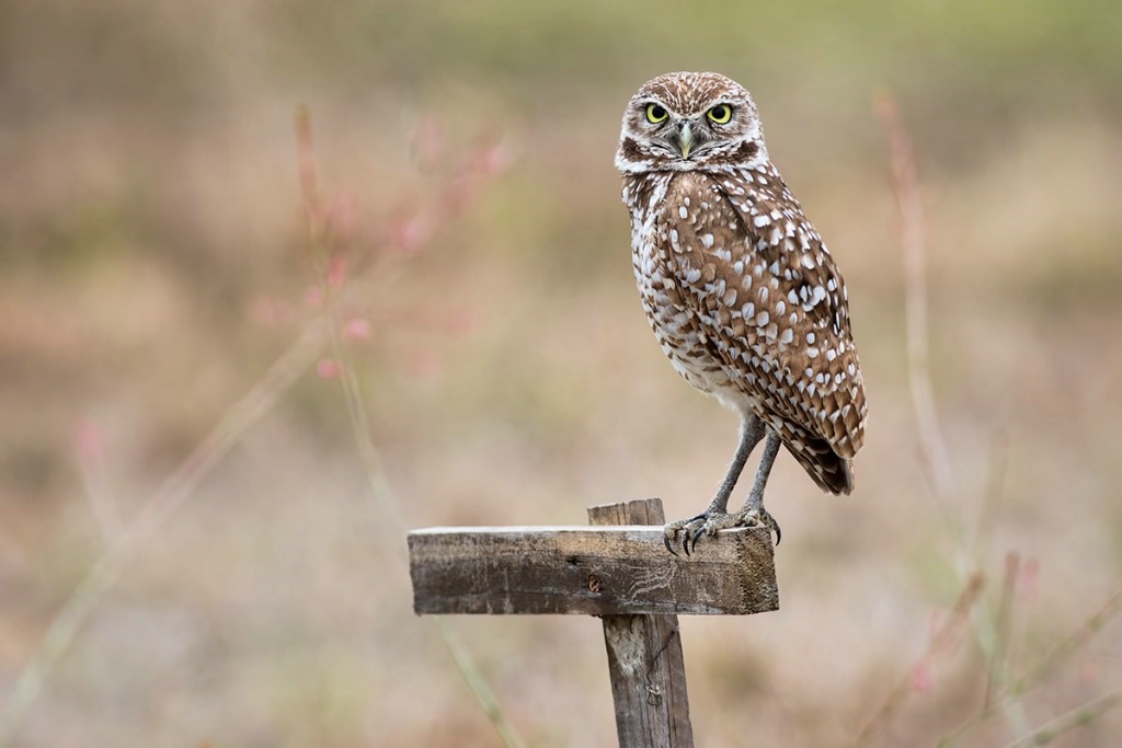 Burrowing Owl