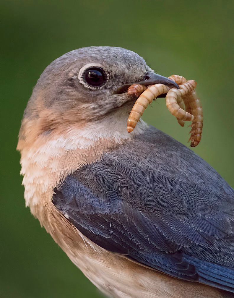 Female Bluebird