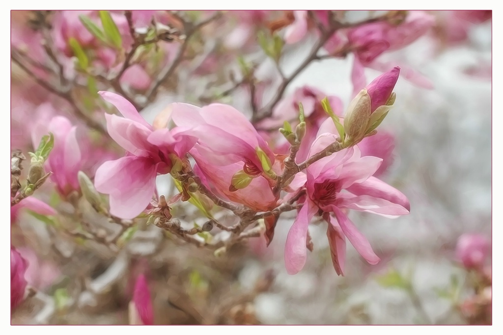 magnolias