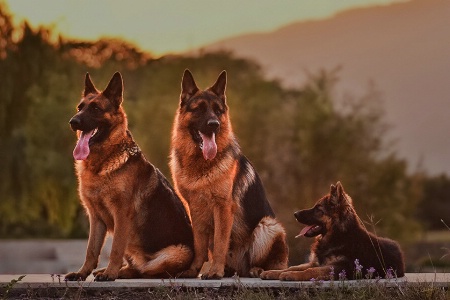 Daddy, Mommy and Junior