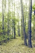 Spring Forest I