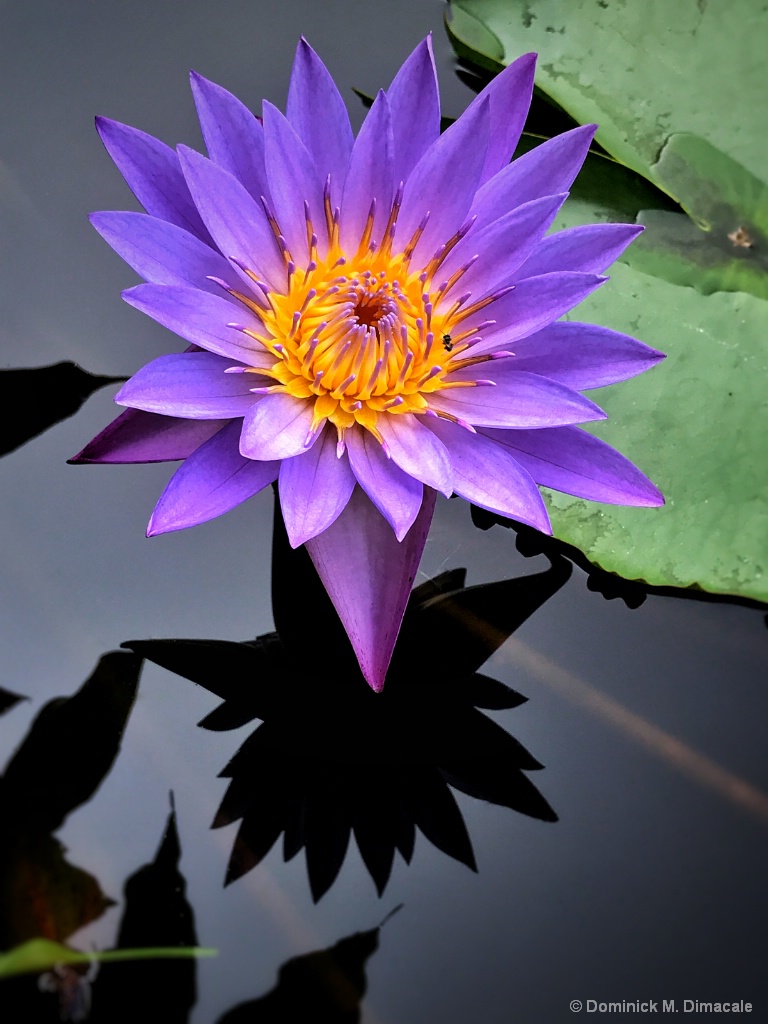 ~ ~ WATER LILY ~ ~ 
