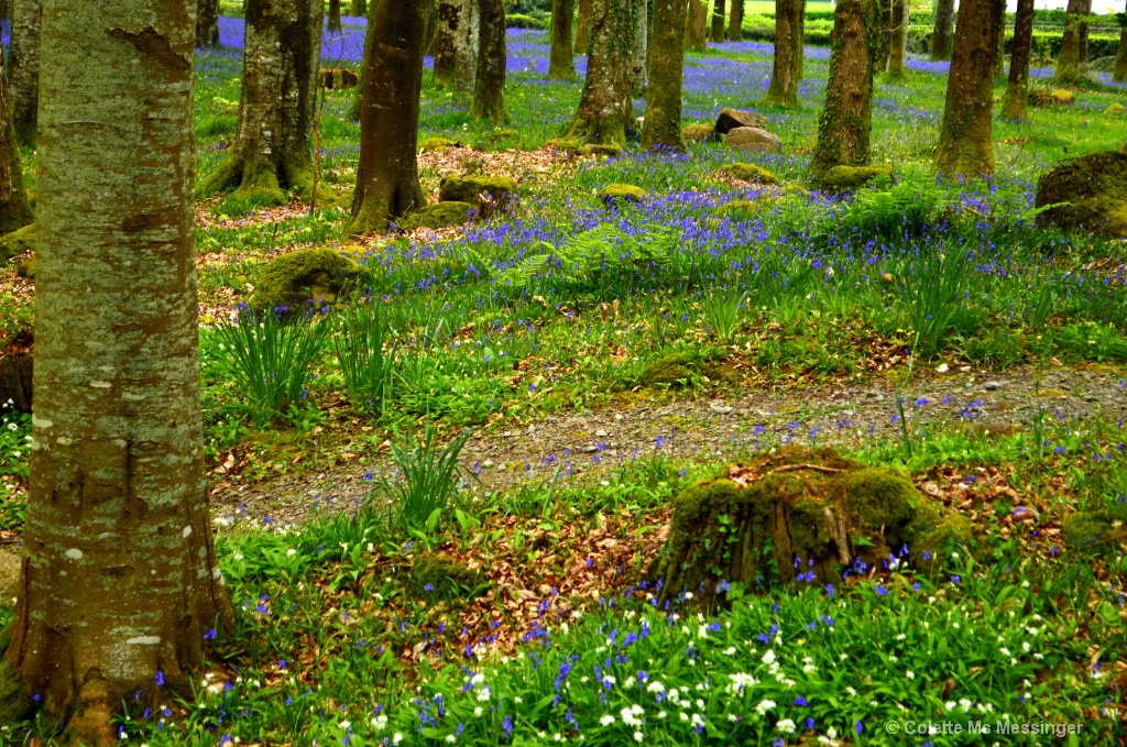 BLUEBELL WOOD 17.JPG