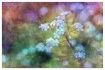 forget-me-nots im...