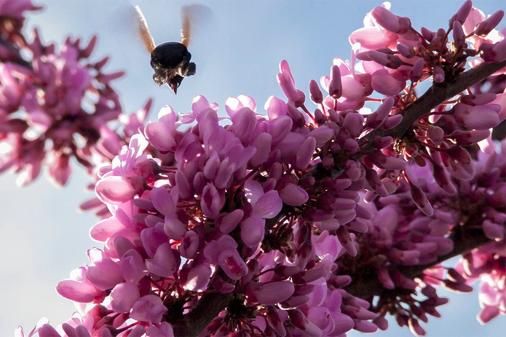 Bumble bee at Western Redbud tree