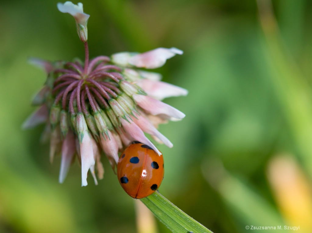 Hidding