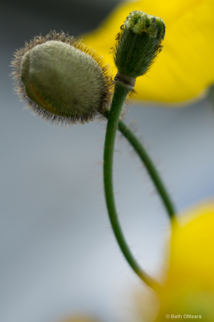 Five OClock Shadow - ID: 15360389 © Beth OMeara