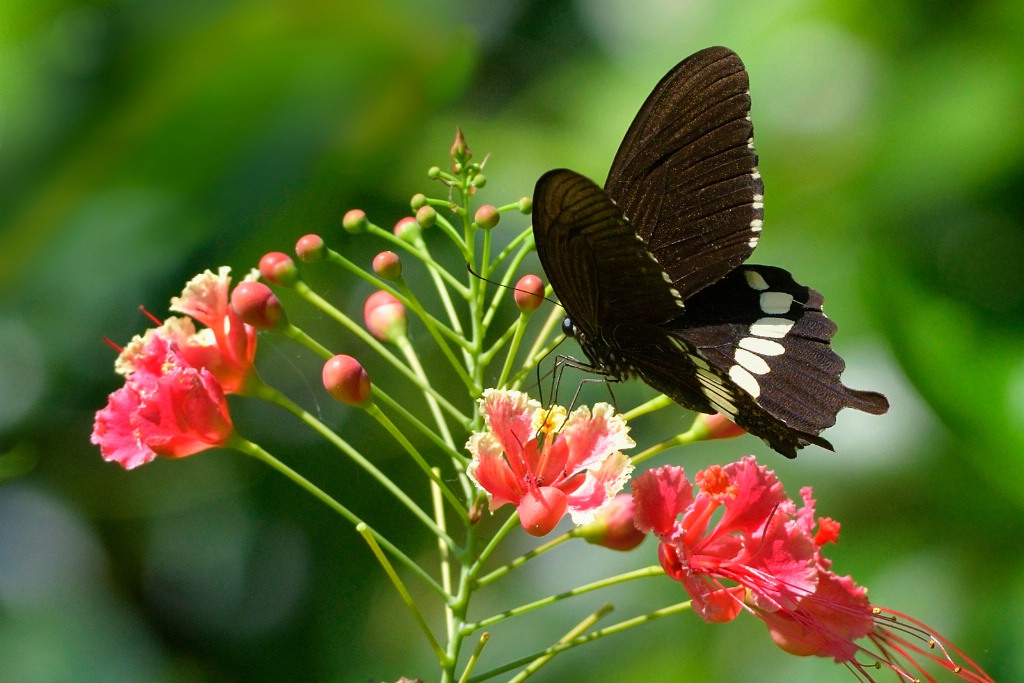 Common Marmon butterfly