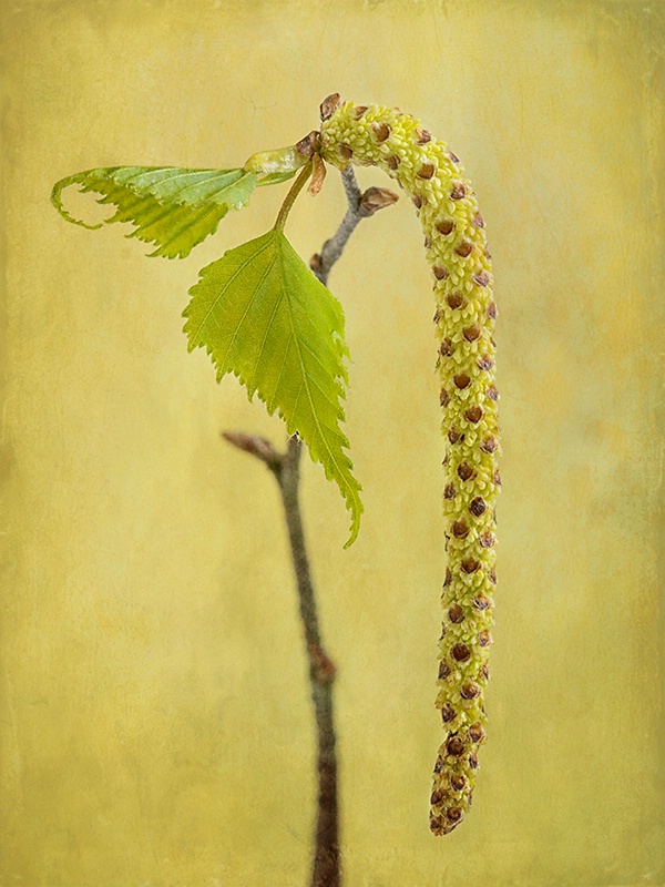 Sassafras Catkin