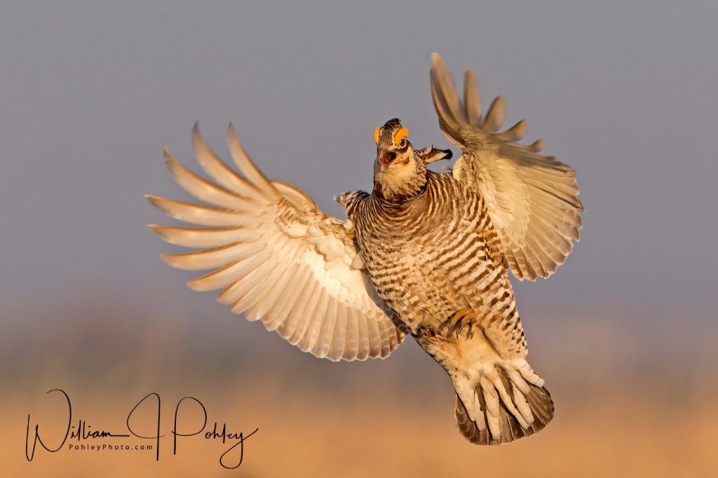 Greater Prairie Chicken landing BH2U5264 - ID: 15360566 © William J. Pohley
