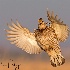 © William J. Pohley PhotoID # 15360566: Greater Prairie Chicken landing BH2U5264