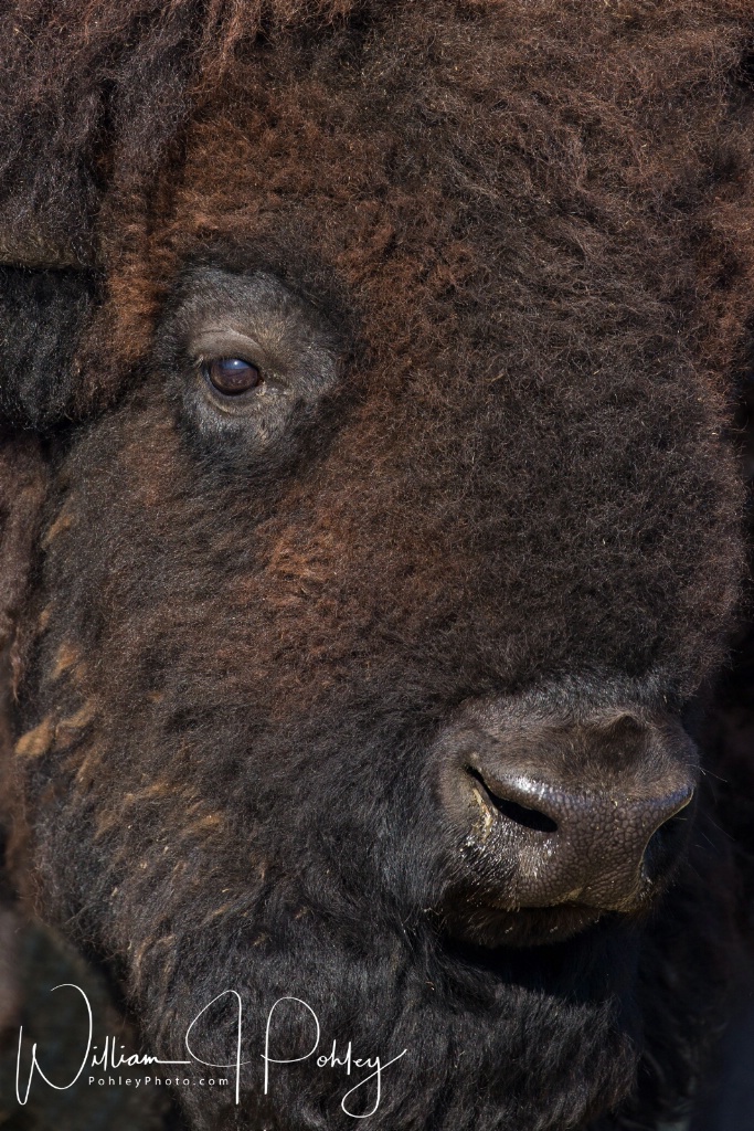 Bison close-up BH2U3468  - ID: 15360613 © William J. Pohley