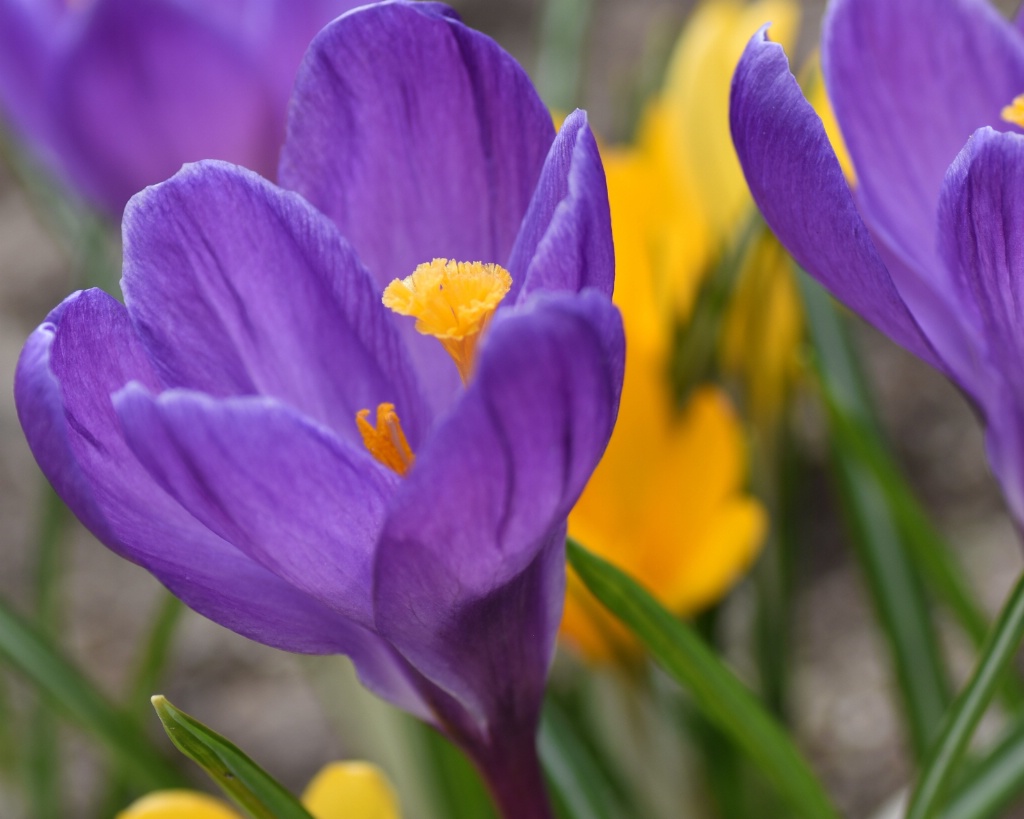 Crocus