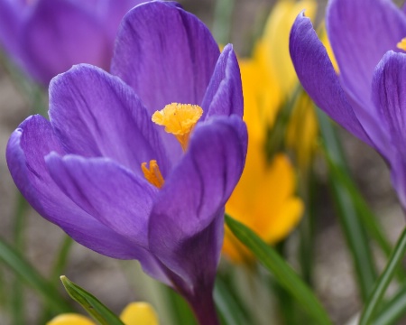 Crocus