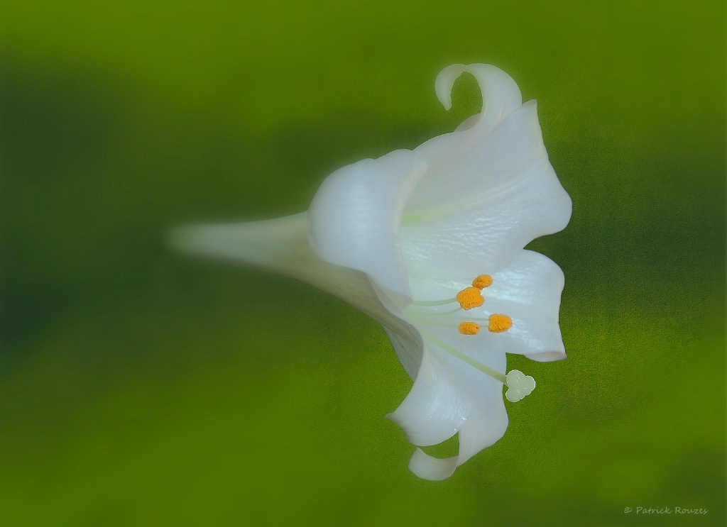 Lily On Green