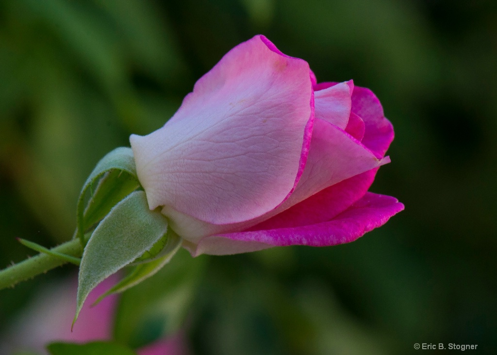 Elements of Beauty