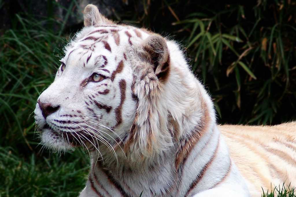 White tiger