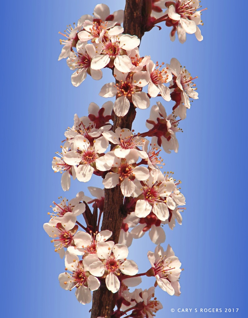 Spiraling Blossoms