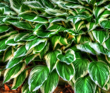 Hosta Leaves