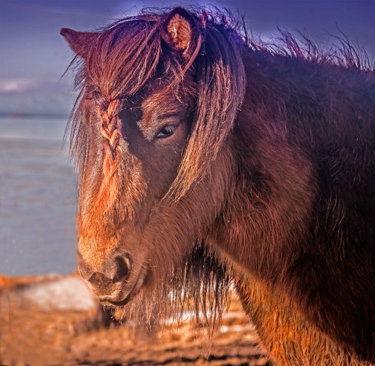 braided Icelandic horse  - ID: 15361923 © Maria Costa