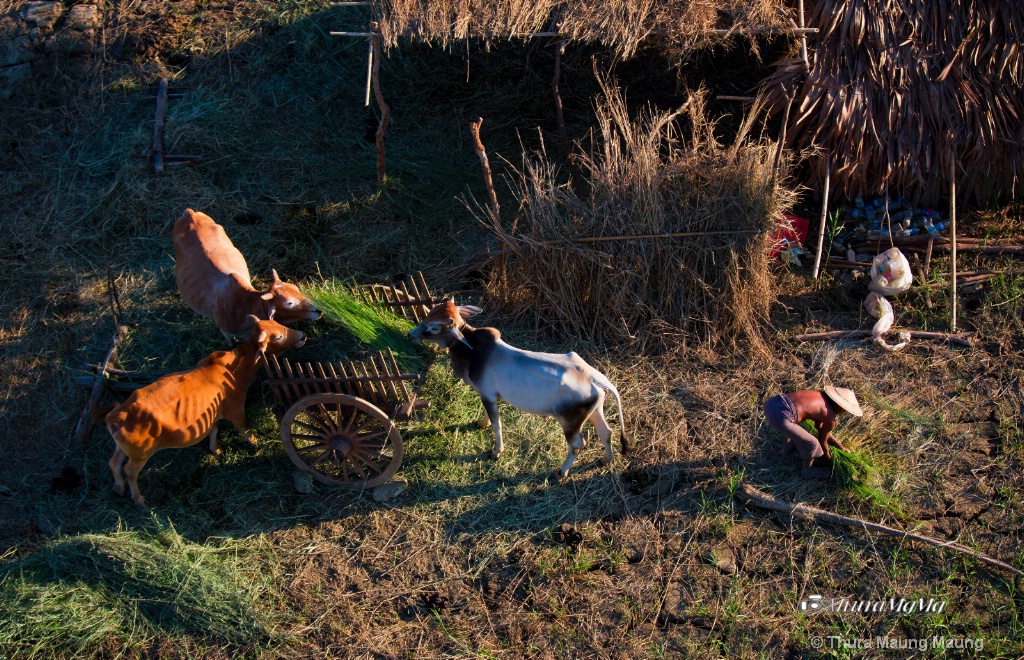 Arrewaddy River' Farmer