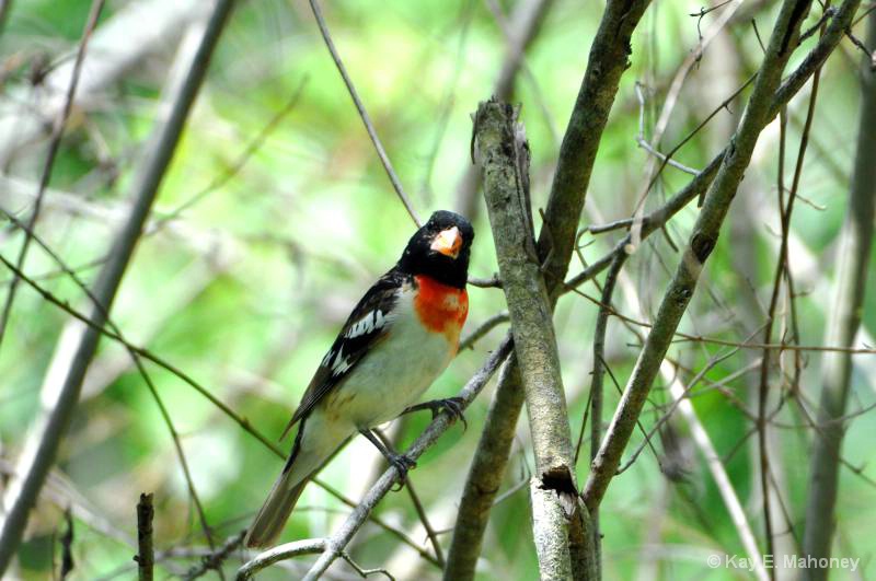 Rose Breasted Grosbeak