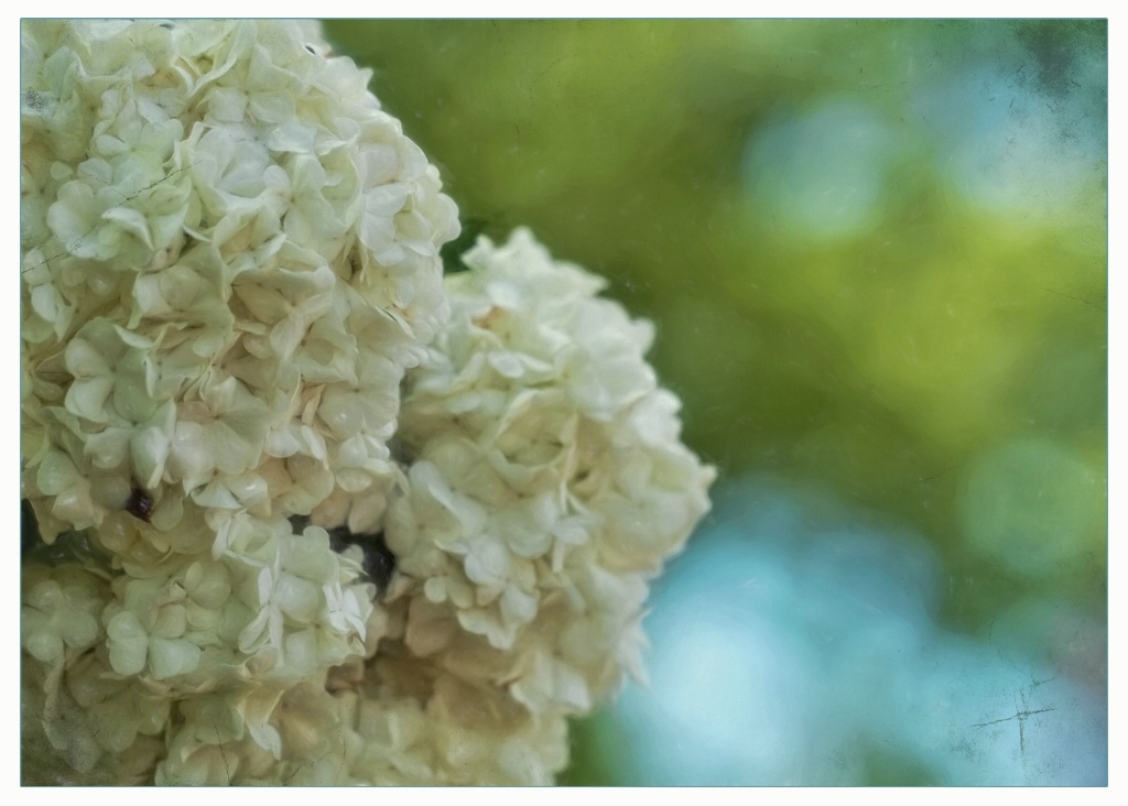 white blossoms