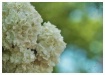 white blossoms