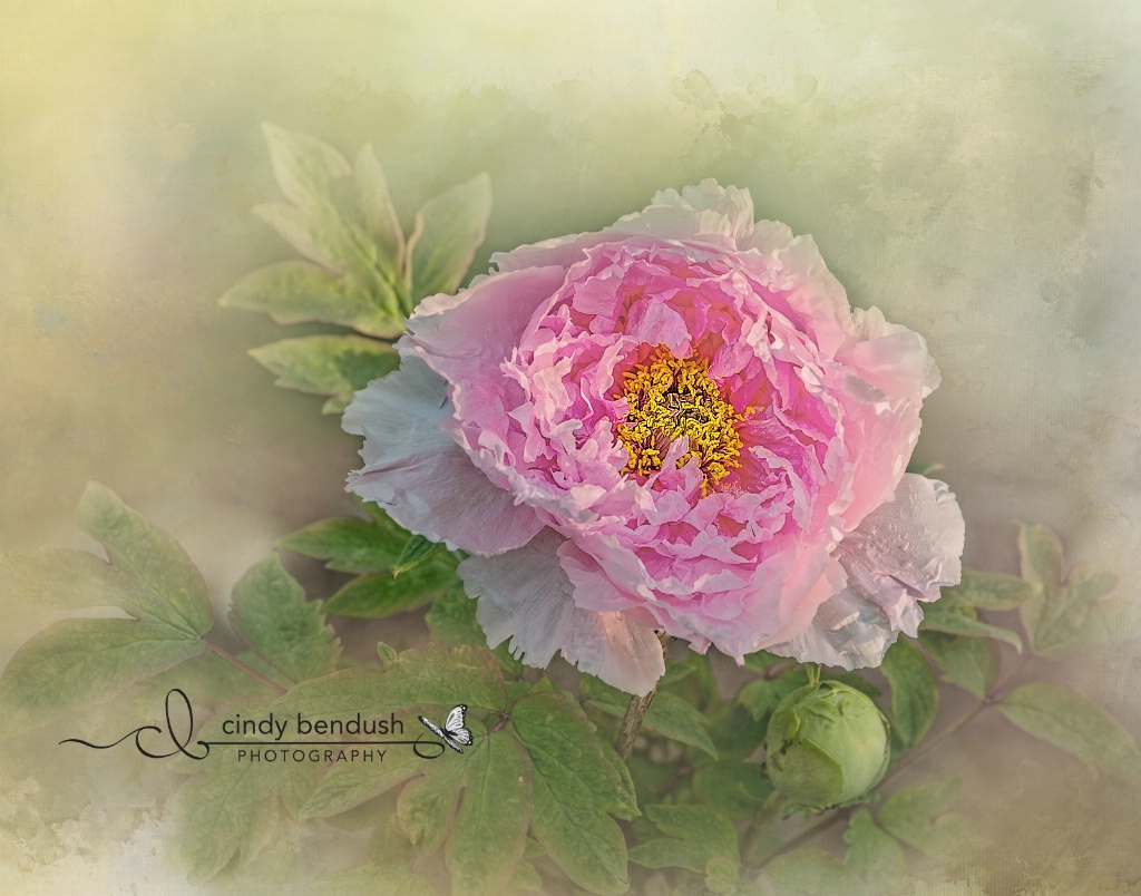 Pretty Peony