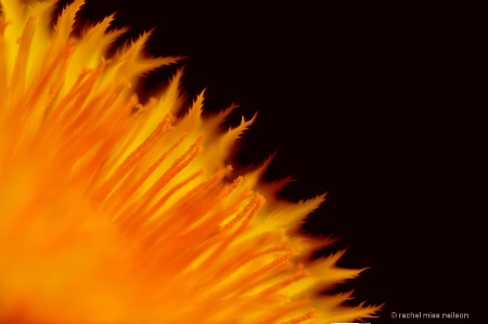 flaming dandilion