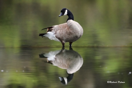 Goose Reflection