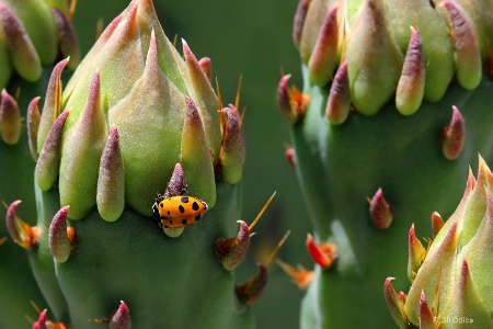 Ladybug and Cactus