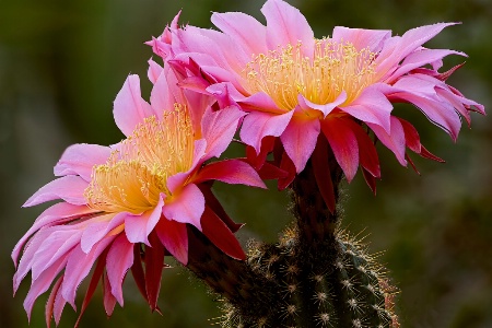 Pink Cactus Flowers