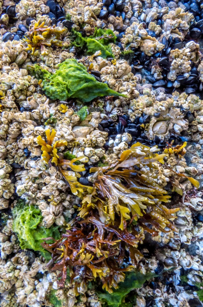 Barnacles, Mussels & Seaweed - ID: 15362451 © Patricia A. Casey
