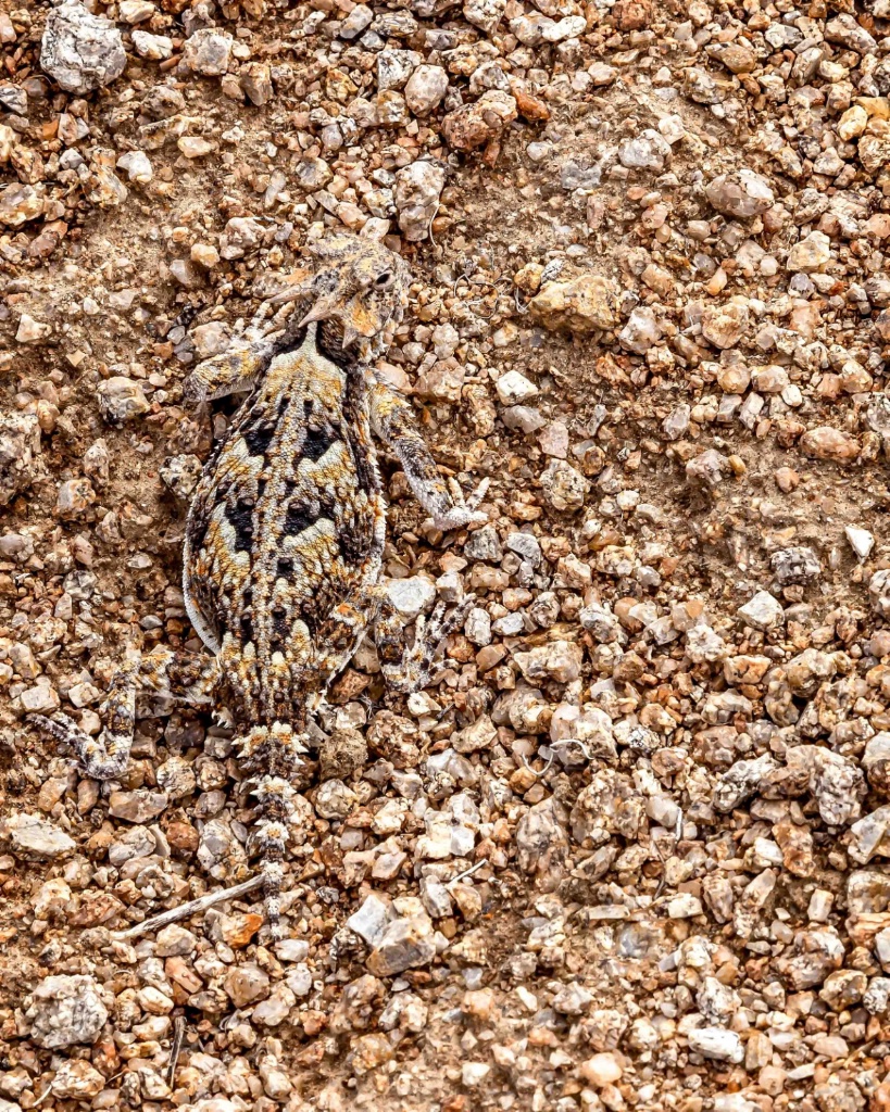 Desert Horned Lizard - ID: 15362455 © Patricia A. Casey