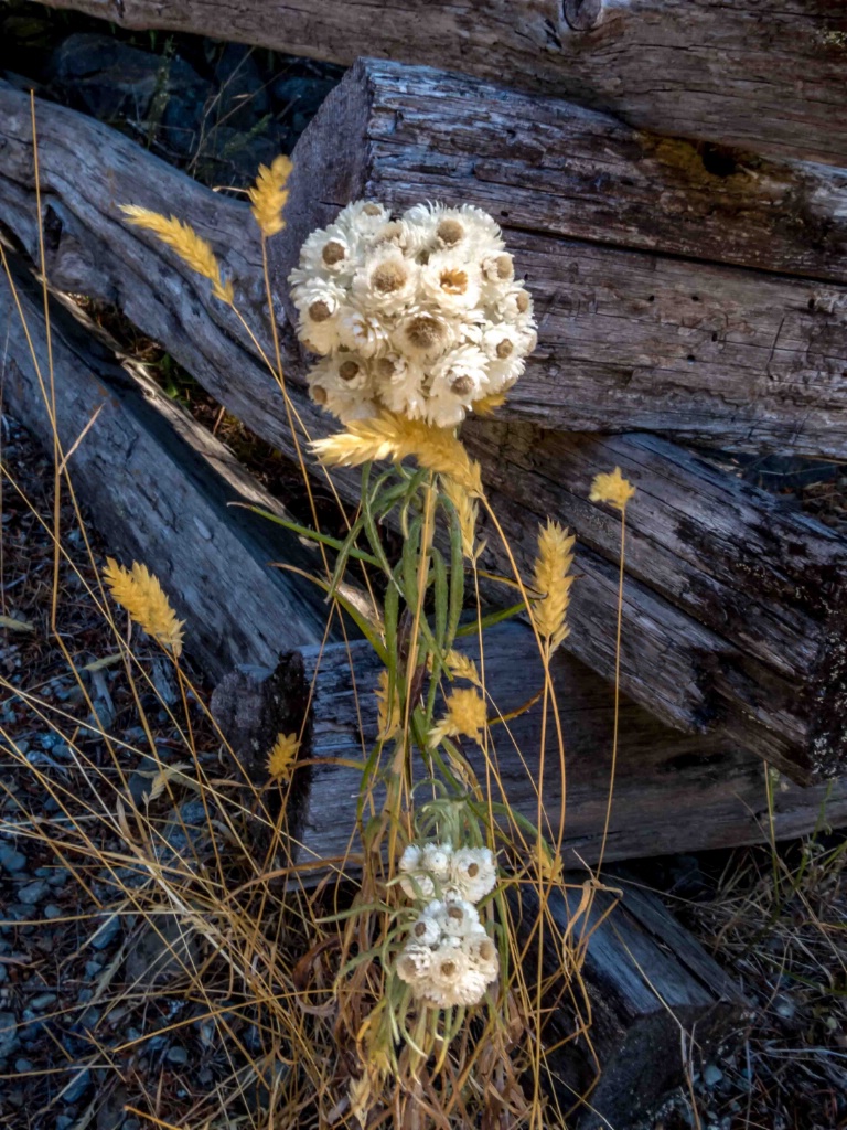 Fencepost Wildflowers - ID: 15362457 © Patricia A. Casey