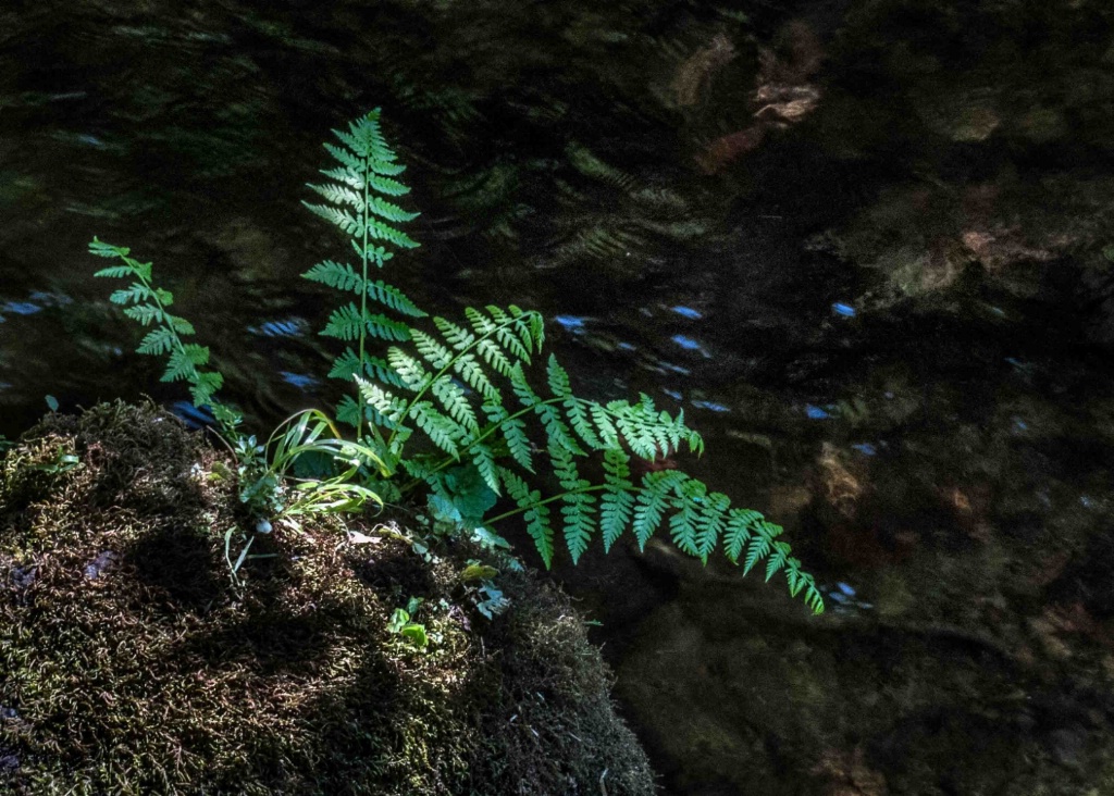 Fern - ID: 15362458 © Patricia A. Casey