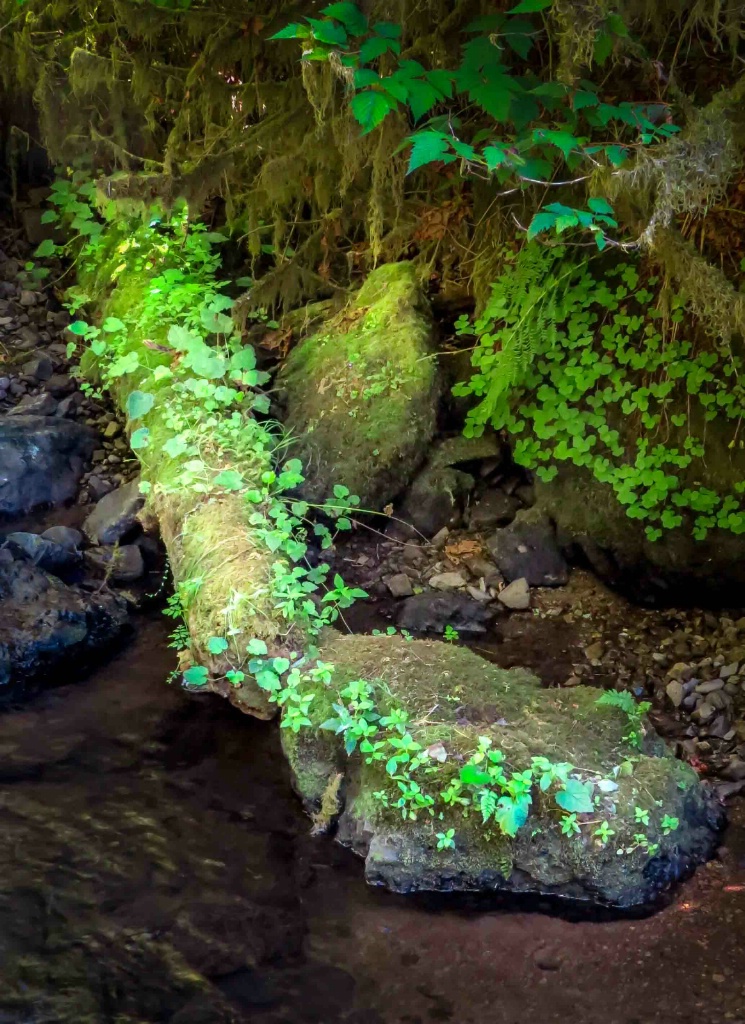 Munson Creek Greens - ID: 15362465 © Patricia A. Casey