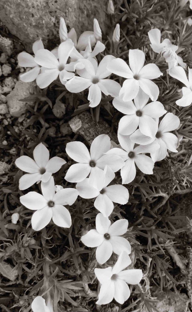 Tufted Phlox, B&W