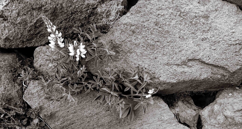 Lupine & Rocks, B&W - ID: 15362477 © Patricia A. Casey