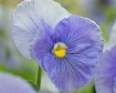 Pansy Hues