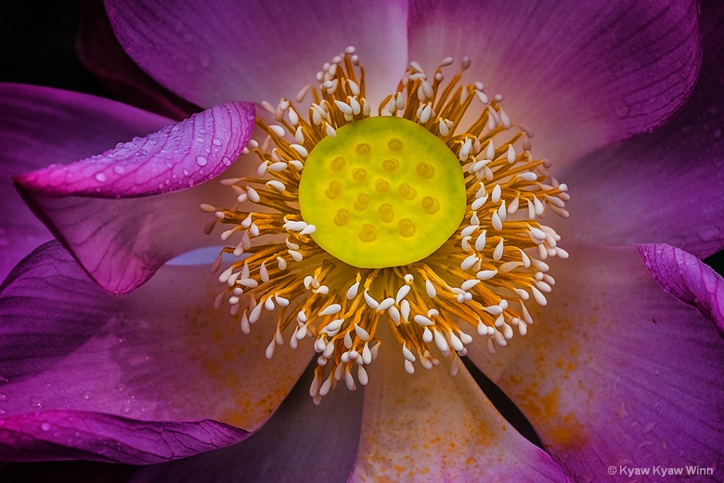 Detail of Lotus Flower
