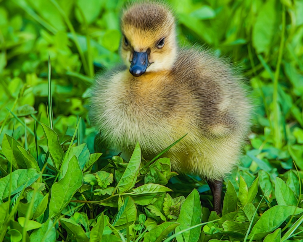 Baby Goose