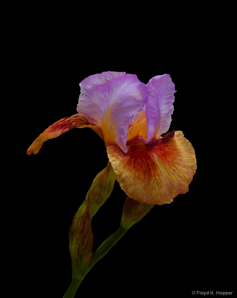 Pink Top Iris