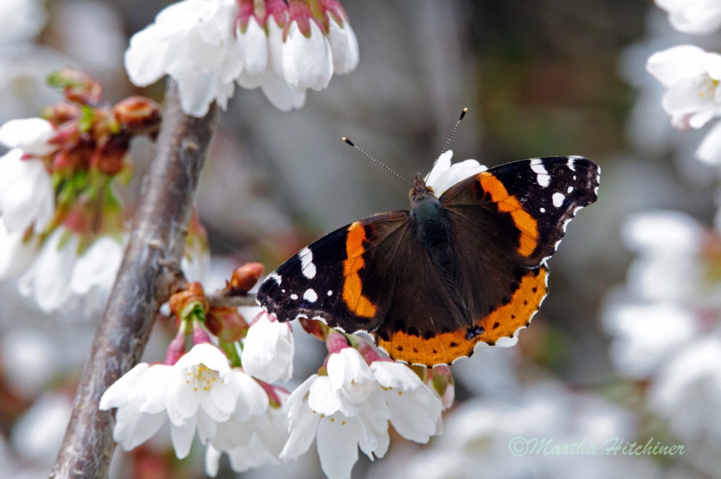 Red Admiral and Cherry Blossoms