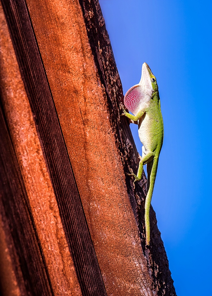 It's Good to Be Green - ID: 15362878 © Jeff Robinson