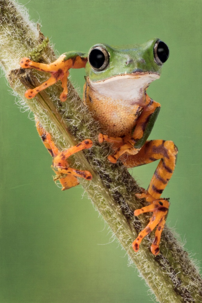 Tiger-Lily Frog