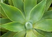 century plant